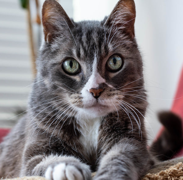 MOVit PET