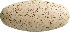 Capsule
