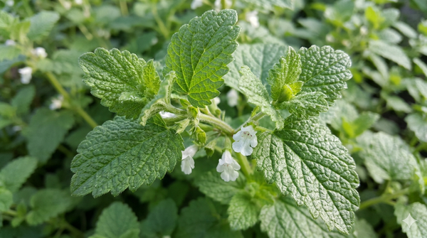 Meduňka lékařská