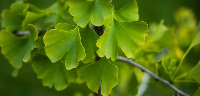 Ginkgo biloba