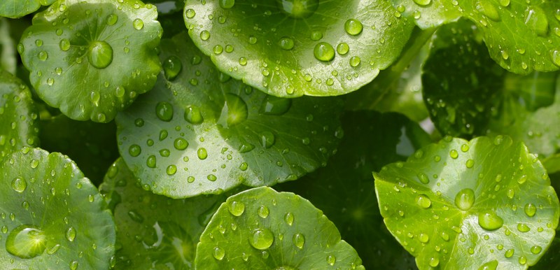 Gotu kola