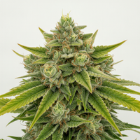 CBD
