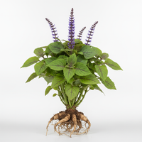Coleus forskohlii