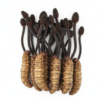 Cordyceps