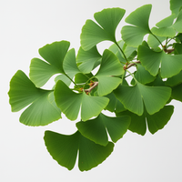 Ginkgo biloba