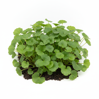 Gotu Kola