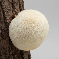 Hericium - Lion's Mane