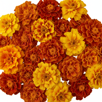 Lutein