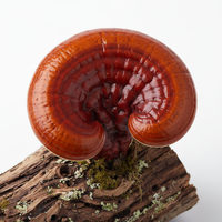 Reishi