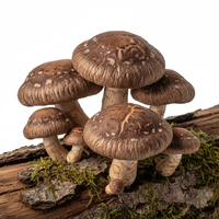 Shiitake