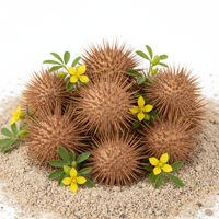Tribulus